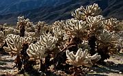 Cactus garden 1290